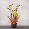 Brighten someone&#039;s day with this affordable and gorgeous potted plant from the