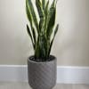 Elevate your home or office decor with our stunning Sansevieria Trifasciata (snack