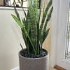 Elevate your home or office decor with our stunning Sansevieria Trifasciata (snack