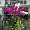 Custom orchid arrangements feature the exotic beauty and elegance of orchids, tailored