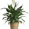 Known for its indoor beauty and ability to clear the air of