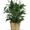 When you want to make a big impression, sending a beautiful spathiphyllum