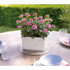 Send a state of instant tranquility with this miniature rose garden! The