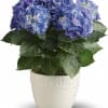 A timeless classic, the blue hydrangea is the perfect way to say