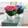 A timeless classic, the blue hydrangea is the perfect way to say