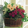 Send Grandma this pretty garden basket of assorted green and blooming plants.
