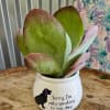 Add a touch of humor and charm to your space with this