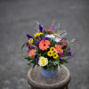 Playful and wild gerbera daisy blooms dance with a colorful hummingbird to