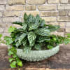 Decorative Green Ceramic Container Filled With an
Assortment of Green Plants.
(Some plants may