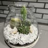 Cactus terrarium