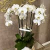 A pristine white orchid rises with quiet grandeur, its multiple slender stems