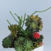 Succulent plants