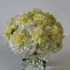 Hydrangea, Carnation
