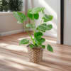 These large, beautiful plants require extra care, but they&rsquo;re worth the effort!