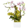 Although orchids are an excellent gift for any occasion, they are probably