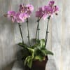 Two of single spike Phalaenopsis Orchids with other green plant arrange in