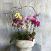 Two of single spike Phalaenopsis Orchids with other green plant arrange in