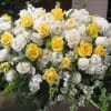 open or closed casket with white hydrangeas, yellow and white roses and