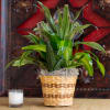 A Luscious variety of green house plants. Available in 6&quot; &amp; 8&quot;