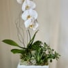 A lovely planter with one Phalaenopsis orchid, and three succulent plants. Gathered