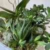 A lovely planter with one Phalaenopsis orchid, and three succulent plants. Gathered