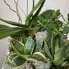 A lovely planter with one Phalaenopsis orchid, and three succulent plants. Gathered