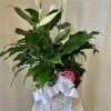 European Garden is a beautiful collection of fresh plants, perfect for that