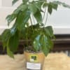 A 6 inch schefflera plant planted in a gold and silver pot.

Schefflera