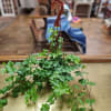 6 inch hanging ivy plant (no basket included as this is a