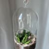 This is a perfect gift for a succulent lover! This glass terarium