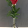 One beautiful rose in a vase