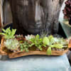Assorted of Succulents in natural wood container. Size 24&quot;L x 8&quot; W