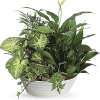 Multiple green plants will be chosen that can coexist together and be