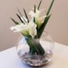 Modem Cali flower arrangement crafted with double bouquets of a white calla
