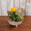 This keepsake container comes filled with an assortment of succulents. 