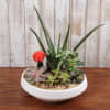 This keepsake container comes filled with an assortment of succulents. 