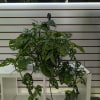 Swiss Cheese Monstera symbolizes prosperity, growth, and resilience. Requires watering once a
