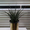 Requires a bright filtered light, and watering once every 2 weeks. Known
