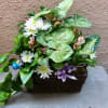 Planter basket of tropical green plants with a splash of color. Fresh