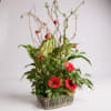 Planter basket of tropical houseplants accented with bright gerbera daisies and a
