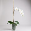 The flowers of the popular and beautiful phalaenopsis orchid plant are thought