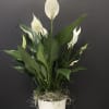Peace Lily plant in ceramic pot 