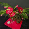 A gentle smooch of Tulips, accompanied by the Antheriums beating hearts come