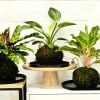 These locally grown, popular Kokedama plants stand approximately 12 inches tall and