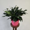 Popular, easy care plant. (6 inch size)
Container will vary