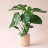 Native to the rainforests of southern Mexico, Monstera is lively and wild