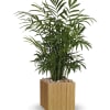 Presented in a chic, eco-friendly wooden cube, this lush parlor palm/neantha bella