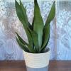Aka Snake Plant or Mother In Laws Tongue. Doesn&#039;t ever household need