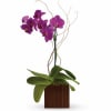 Elegant and precious the blooms of an orchid. This plant is displayed