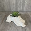 White gator made just for us.  Planted with a succulent.